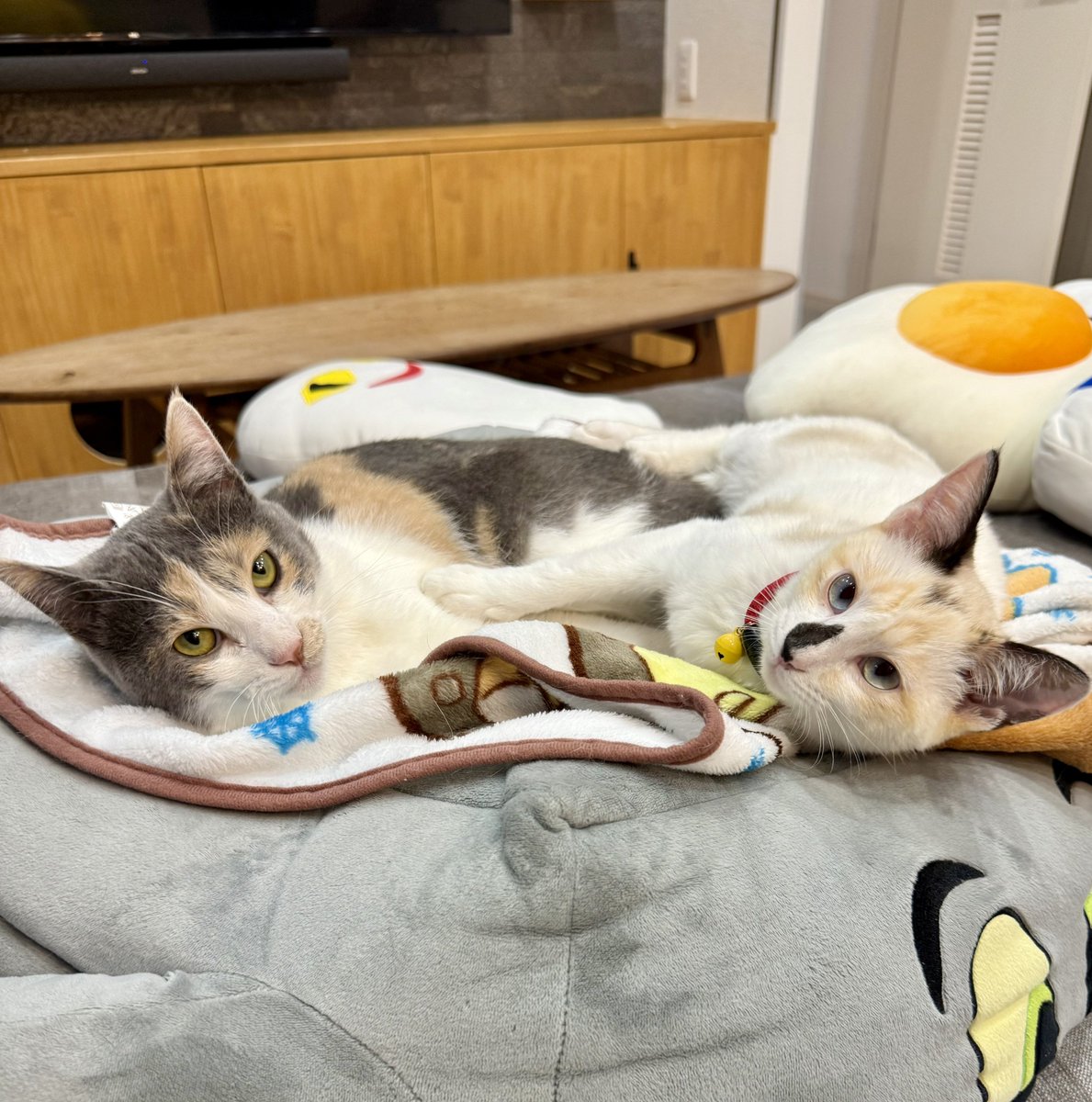 真夏に、打ち上がって腐った鯉を食べるまめちゃんを保護して、馴染むの