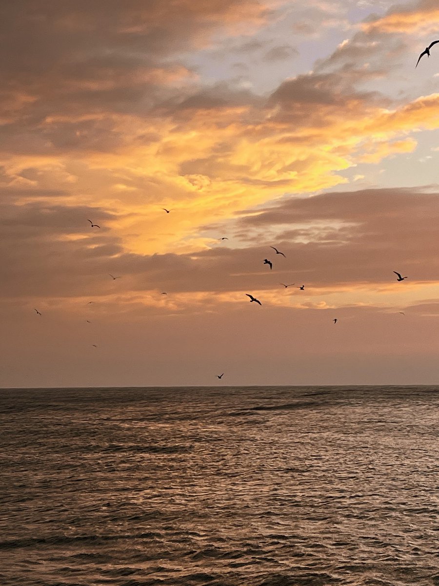 نحلة tweet media