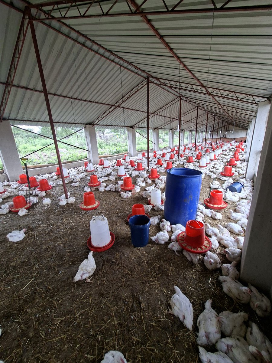 kofi_rawlings's tweet photo. 11 000 birds for sale @ 4.50 in Marondera, minimum order 1 000. 
5 weeks, weight 1.7 - 2.2kgs. 

Call or app me on +263774121076 https://t.co/KvyP3MEEjt