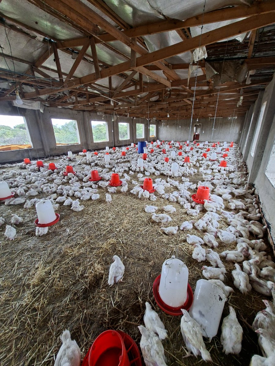 kofi_rawlings's tweet photo. 11 000 birds for sale @ 4.50 in Marondera, minimum order 1 000. 
5 weeks, weight 1.7 - 2.2kgs. 

Call or app me on +263774121076 https://t.co/KvyP3MEEjt