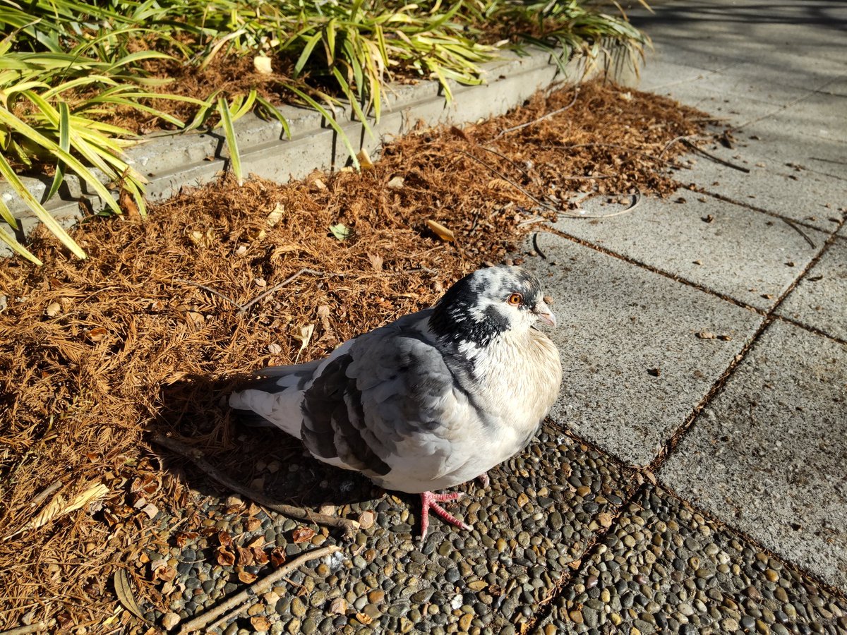 kinuko♡ こぬこ⛩️ (@konuko73) / Posts and Replies / X