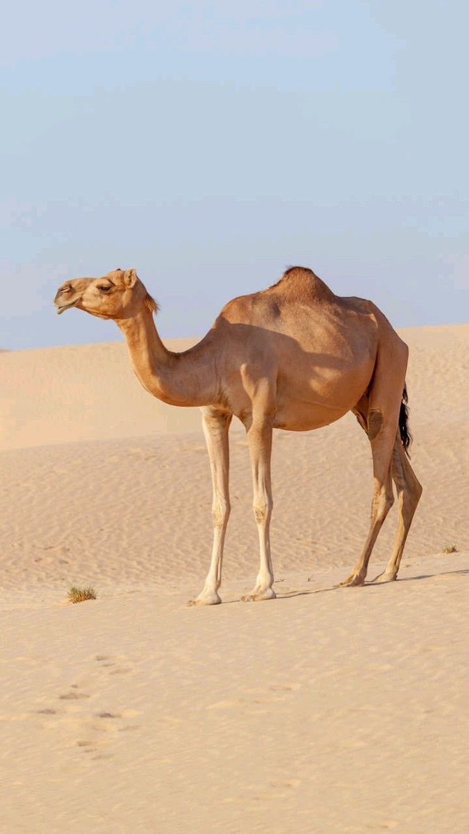 <a href="/rayanbinhezam/">ريان بن حزام | راعي الطيب</a> <a href="/F_BinHithleen/">فهد بن حثلين</a> أقيم أول مهرجان للملك عبد العزيز للإبل بشكل رسمي ومنظم في المملكة العربية السعودية 
في عام (2017م) 
-
-
-
-
-
-
يأتِ بها الله ان الله لطيف خبير 🌱🤍

#مخيم_سنام 
ِ
#دخون_الاماراتية 
ِ

،،

،،،

،،

يارب توفيقك 🤲🏻🤍

،

،،

،،