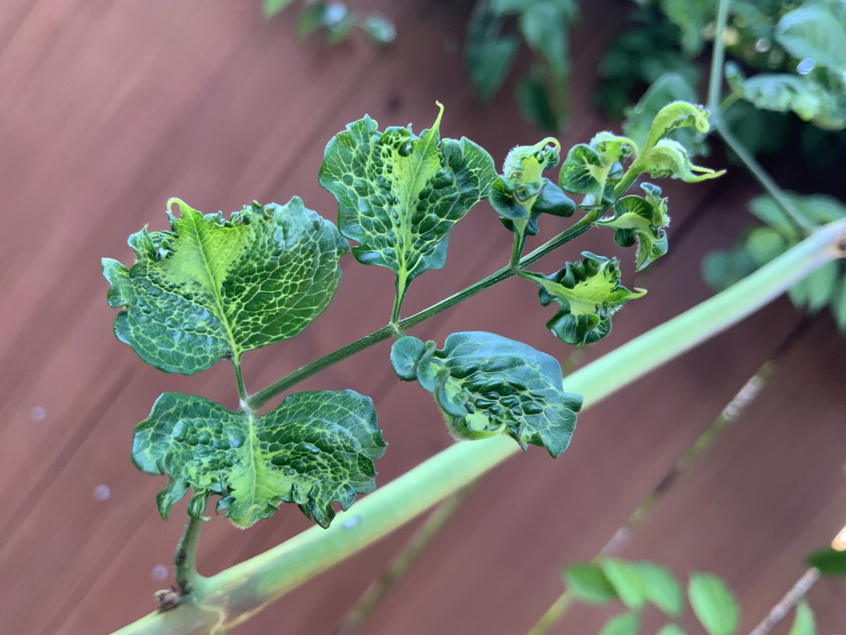 Generative AI is infecting real world biology! Somebody call the foundation! (This is a real image, my plant does this when it’s sick.)