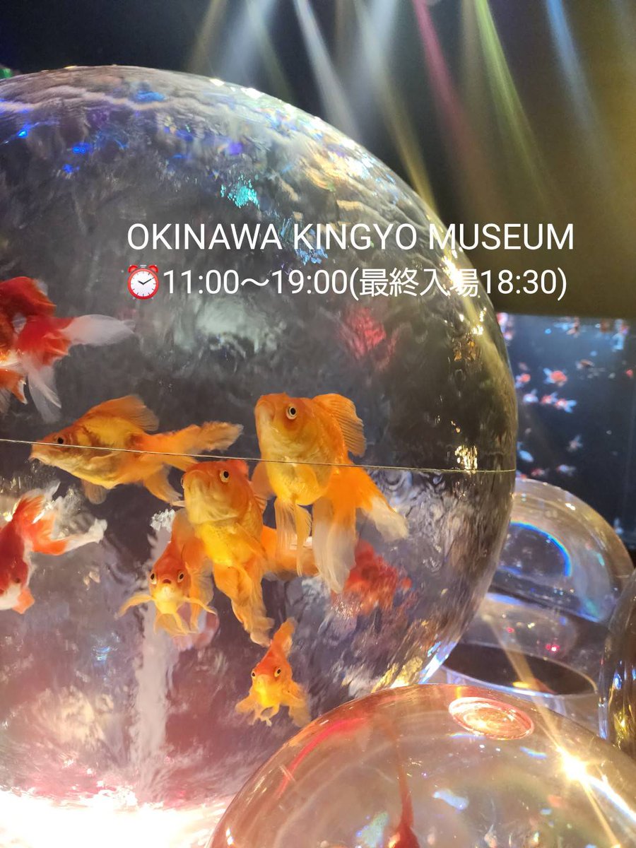 円形畳 金魚 アウトレット iwafu - 金魚が舞うアート体験空間「沖縄