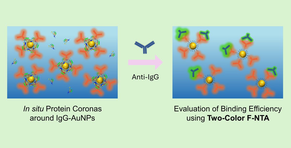 Nano_MDPI's tweet image. How do whole protein coronas affect nanoparticle biosensing in situ? 🧬

Using dual-color F-NTA, researchers found that coronas might actually promote rather than block target capture.

Read the Editor's Choice paper: mdpi.com/3160908

#Nanomedicine #Biosensing