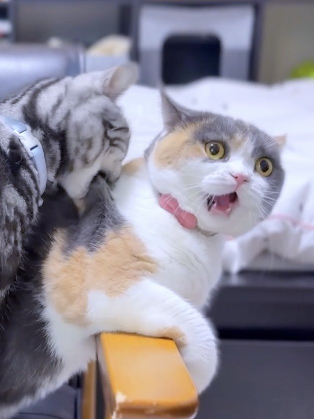 コバチ (@k06ach) / Posts / X