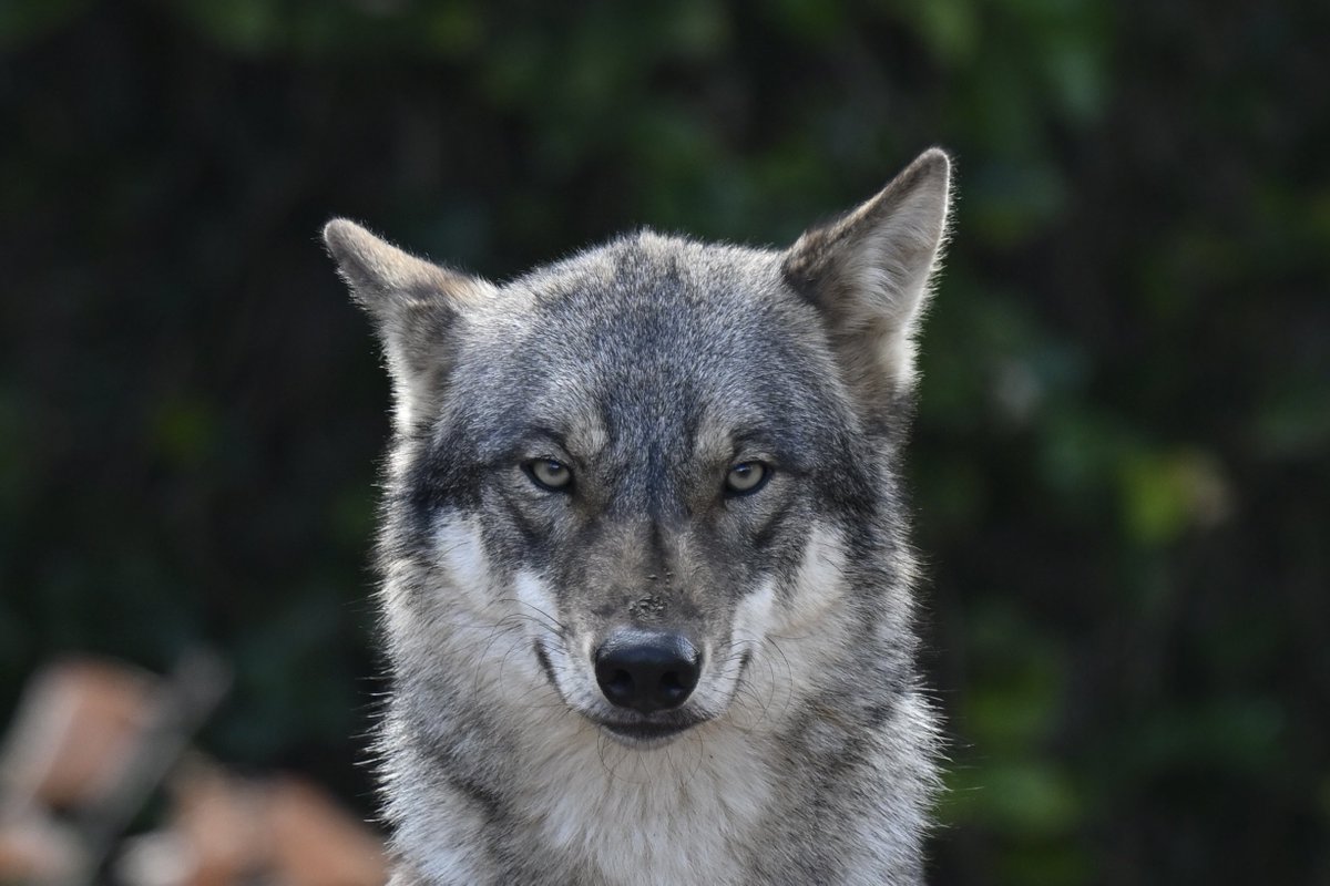 ookami_graywolf's tweet photo. ここでお知らせです。昨日、世間を大お騒がせした彼女の名前はスイス生まれのスイちゃん。2年前に0歳で遠くスイスから遥々多摩にやって来たとってもキュートなメスのタイリクオオカミ(亜種ヨーロッパオオカミ)です。
彼女はとてもナイーブな性格なので、観覧する際はできるだけ騒がずにそっと見守るように見てくれよな！！(あと、パートナーのオスのカヨランもめちゃくちゃかっこかわいいオオカミなんでそこんとこもよろしくな！)