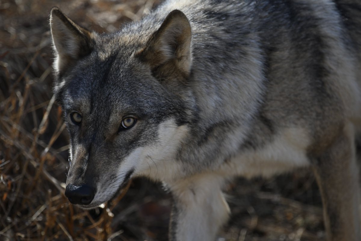 ookami_graywolf's tweet photo. ここでお知らせです。昨日、世間を大お騒がせした彼女の名前はスイス生まれのスイちゃん。2年前に0歳で遠くスイスから遥々多摩にやって来たとってもキュートなメスのタイリクオオカミ(亜種ヨーロッパオオカミ)です。
彼女はとてもナイーブな性格なので、観覧する際はできるだけ騒がずにそっと見守るように見てくれよな！！(あと、パートナーのオスのカヨランもめちゃくちゃかっこかわいいオオカミなんでそこんとこもよろしくな！)
