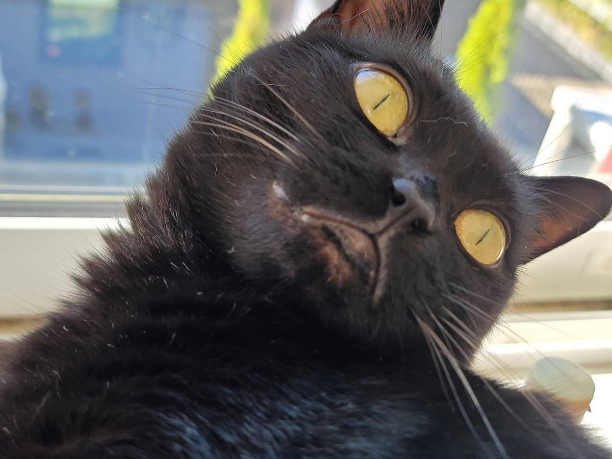 にゃん太通販+にゃっ展+にゃんにゃんBOX+猫十字 (@nyantashop) / Posts / X