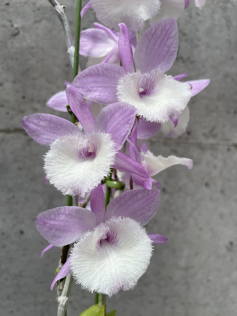 北条早雲@タケノコ蘭沼 (@chakky12031020) / Posts / X