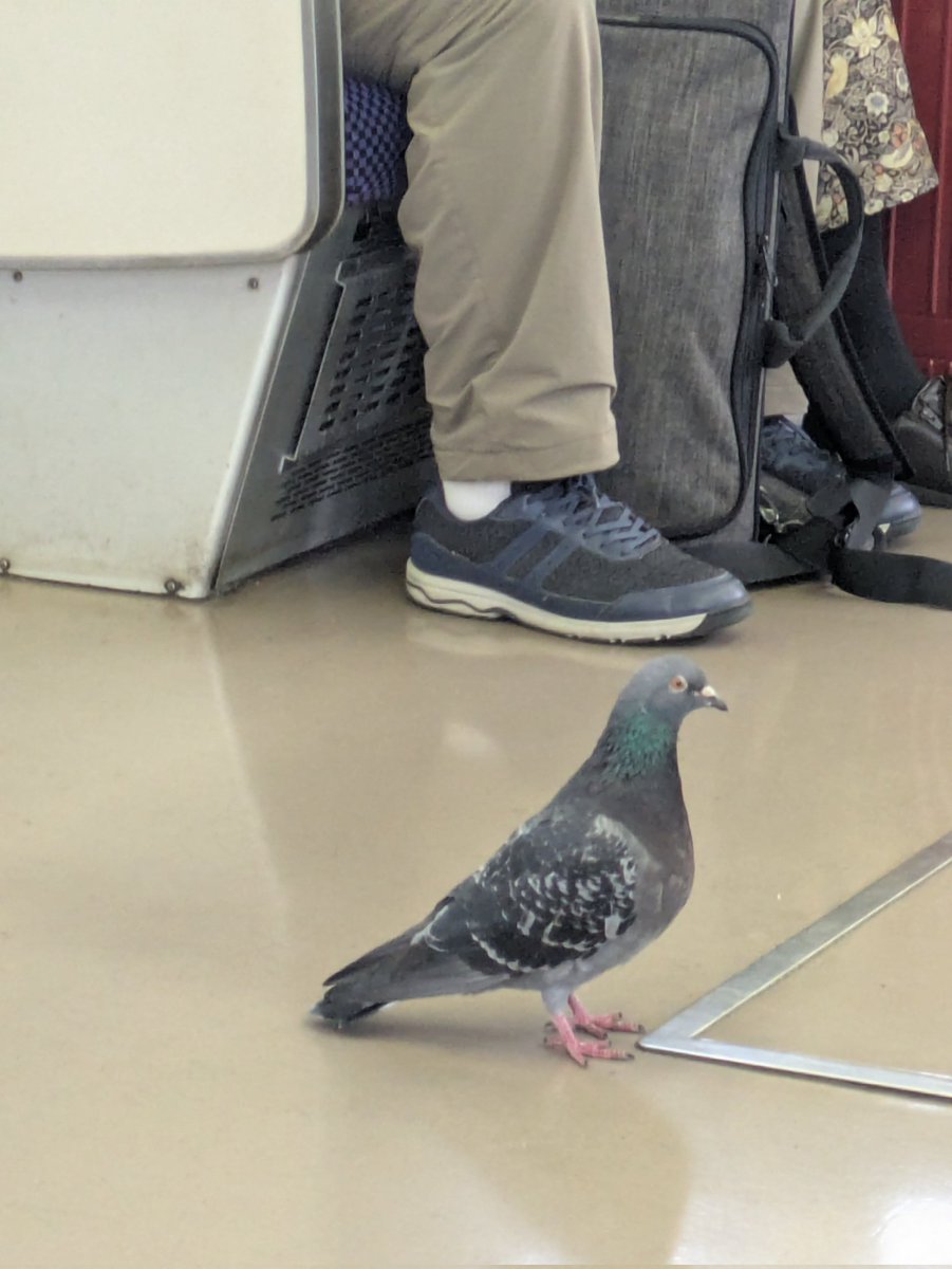 GUSU16798171's tweet image. こいつ小倉〜門司間で無賃乗車しやがった。