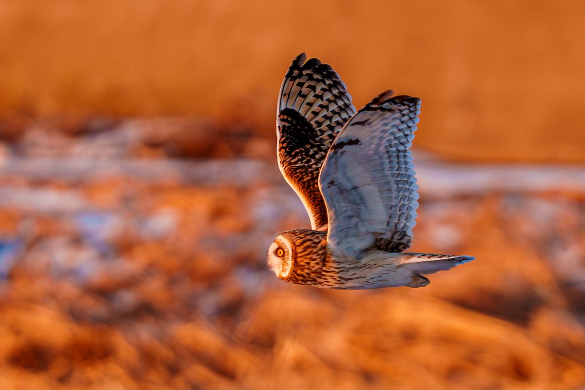 こぴー (@copy_photos) / Posts / X