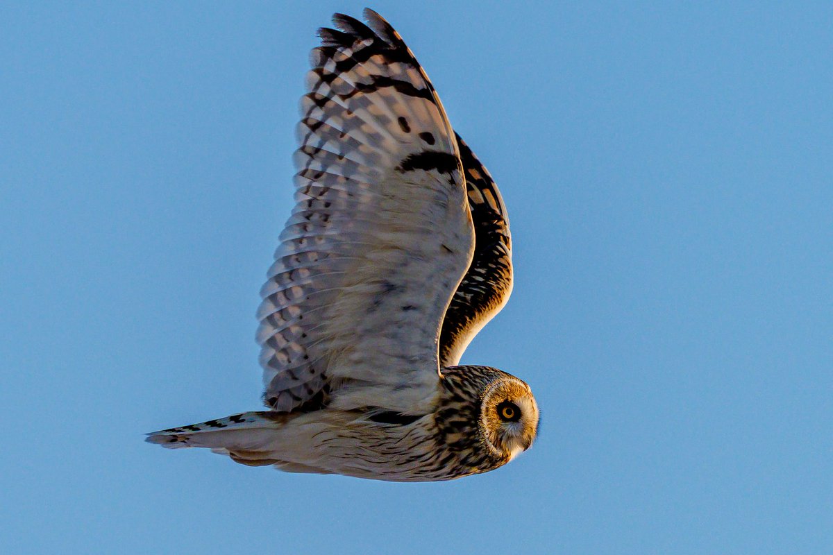 こぴー (@copy_photos) / Posts / X