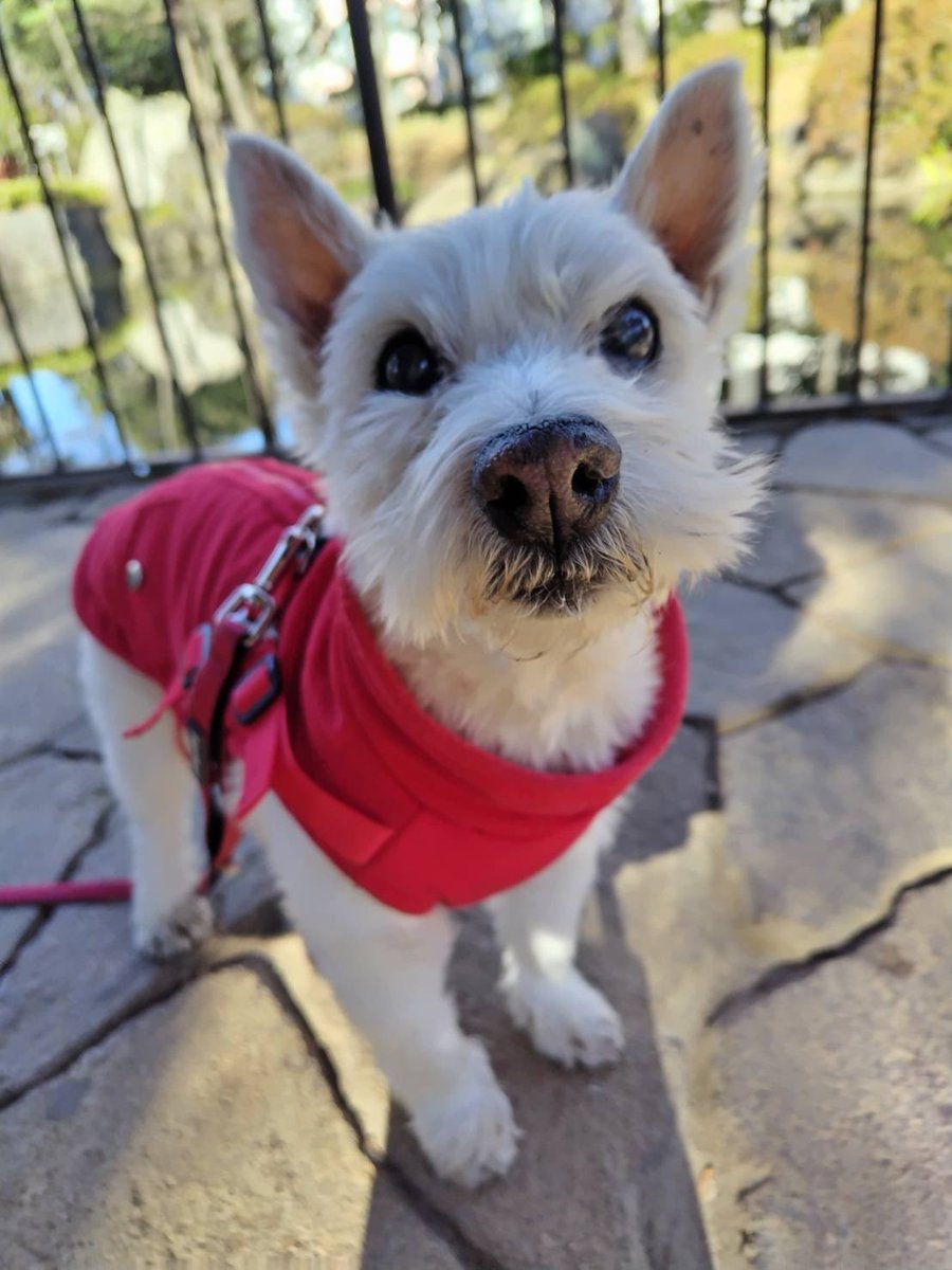 ちーちゃんですけどもっ第3巻予約発売中です❗️ (@ymc_cheezu