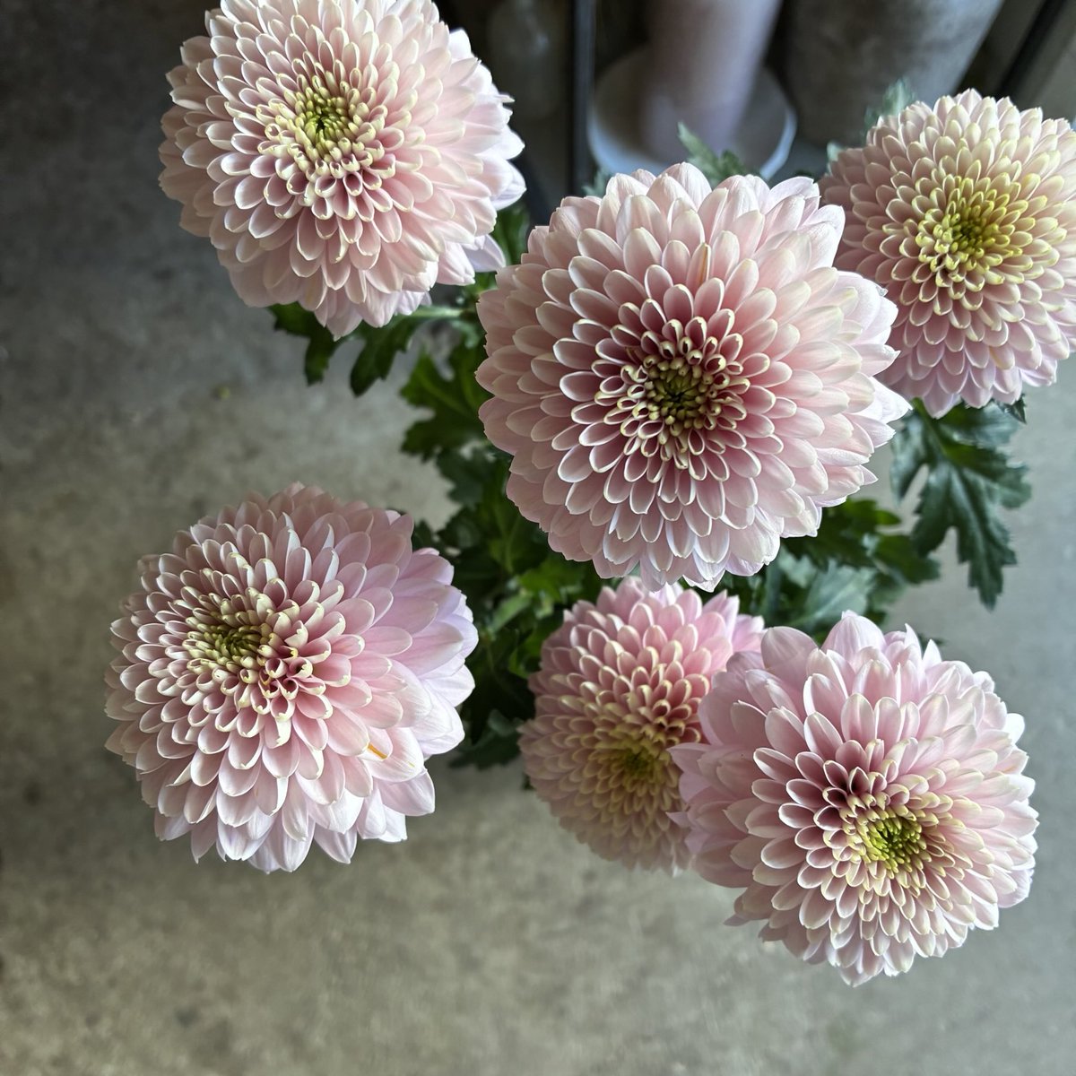 さくらんぼ Sakuranbow (@sakuranbow20) / Posts / X