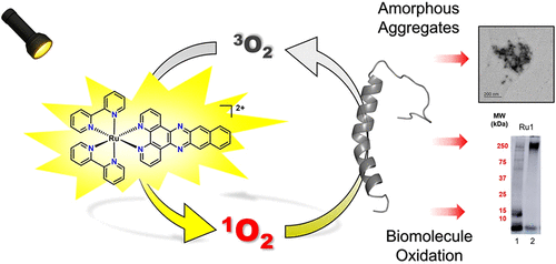 bhkenlo's tweet image. Screening π-Extended Ruthenium(II) Complexes for the Photoinduced Oxidative Modulation of Amyloid-β Peptide Aggregation | Inorganic Chemistry pubs.acs.org/doi/10.1021/ac… McFarland, Storr, and co-workers @InorgChem #ruthenium #dppn #Aβ #fibrils #Alzheimer #1O2 #TEM #BCA #proteolysis