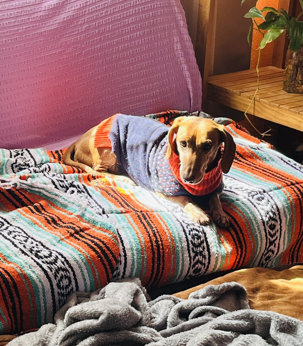 ¡Hola! Soy Rafael🤎
Tengo aprox 7-8 años y por mi edad nadie contesta mi solicitud de adopción...
La mayoría buscan un perro de mi raza pero joven, no soy cachorro pero aún tengo mucha energía para jugar, salir a pasear y correr por el parque soy gran compañero de vida, leal,