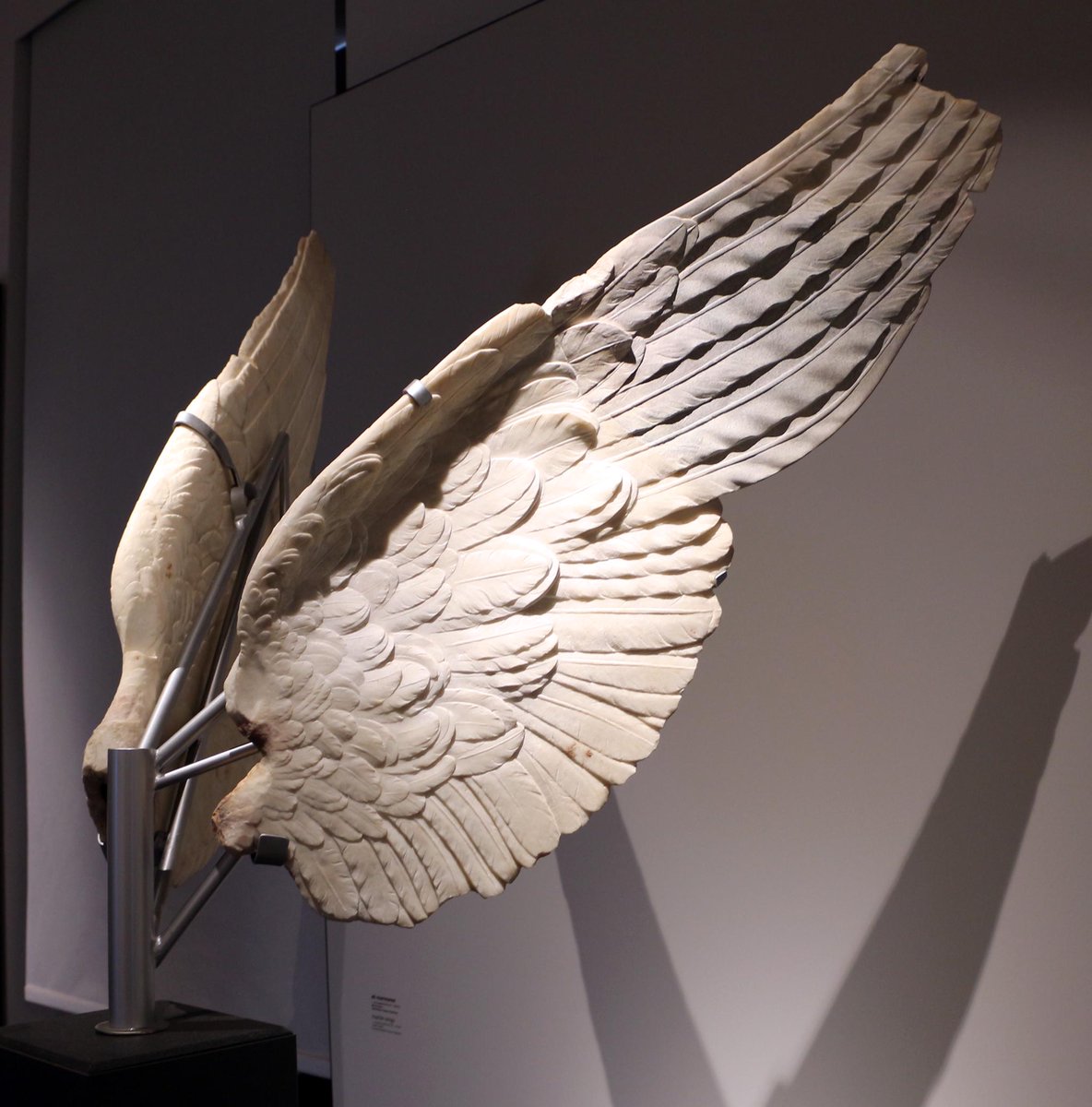 Don't forget your wings! Marble wings of Nike, the goddess of victory from 1st-century Rome.