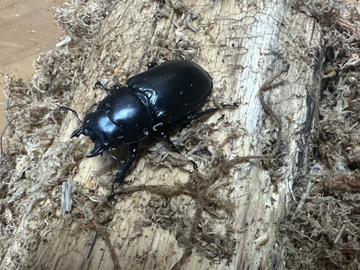 charan（パワーインセクトCの中の人） tweet media