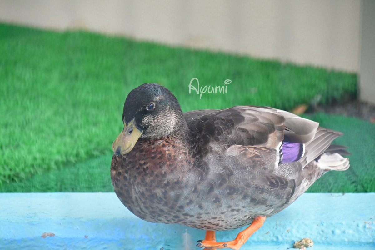 今年の動物園納め出来んかった😭 来年はもうちょっと通いたい。 園内