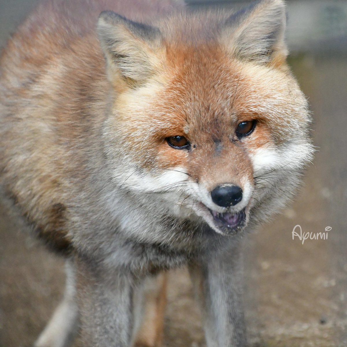 あゆみ (@Ayumi0818Cs) / Posts / X