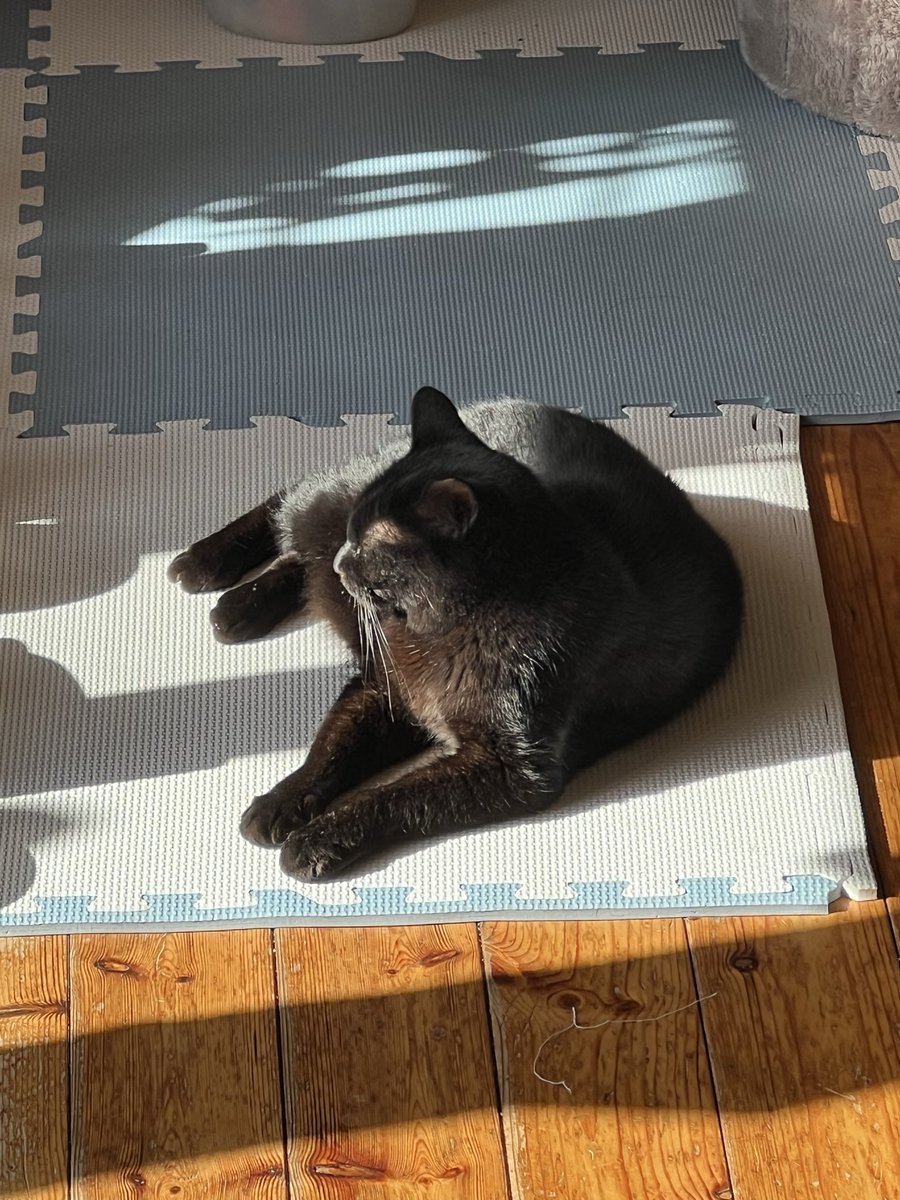 F2b84P's tweet photo. 陽だまり🐈‍⬛ https://t.co/1nEpOyBgah