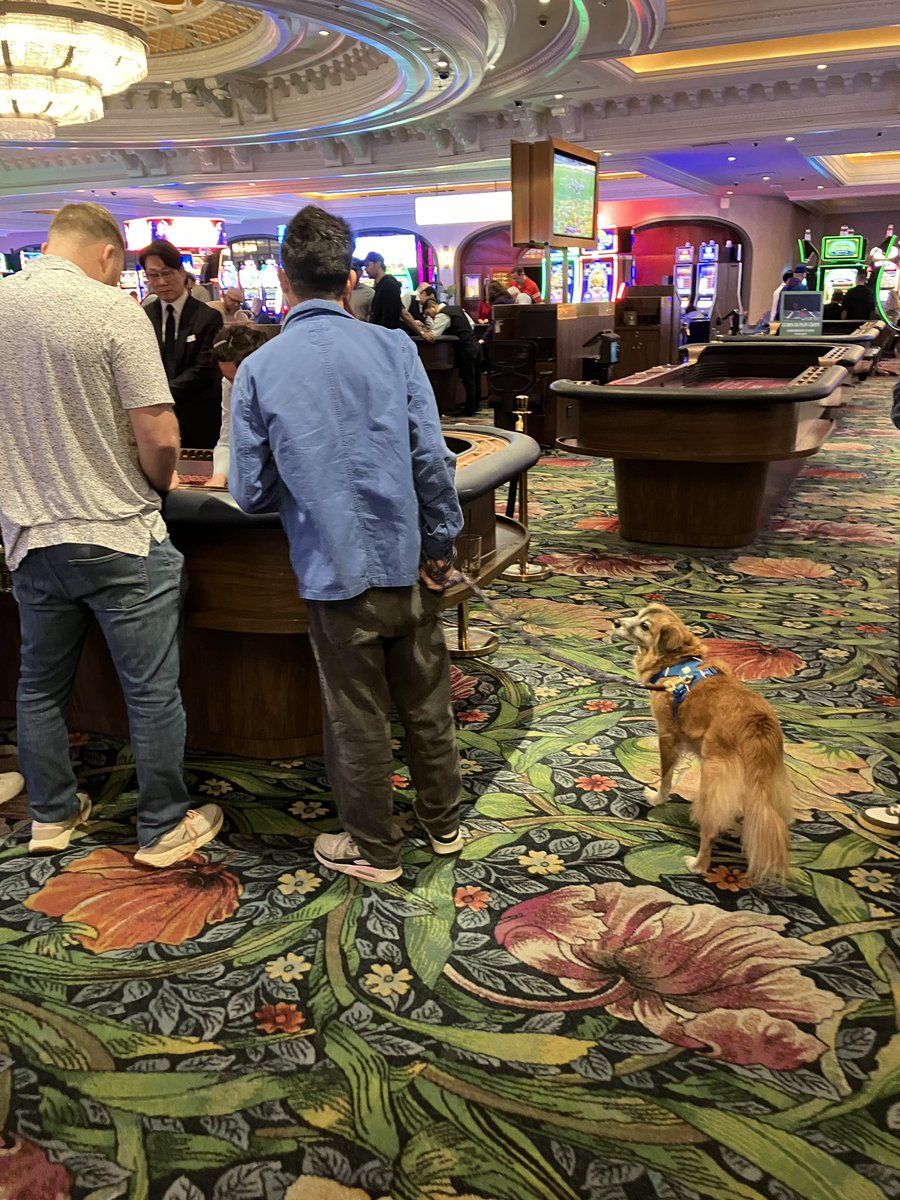 wonderousATX's tweet image. I’m pretty sure the dog is not interested in the craps table at Park MGM @VitalVegas @LasVegasLocally