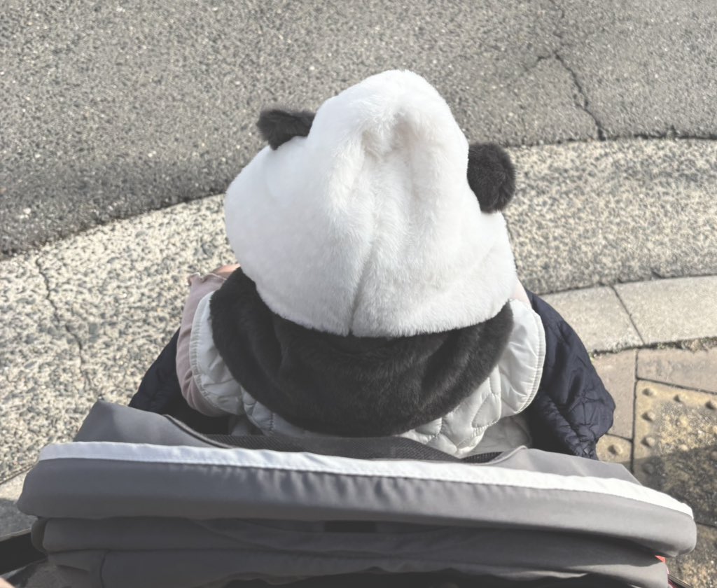 今日はパンダ（1歳）とお散歩しています