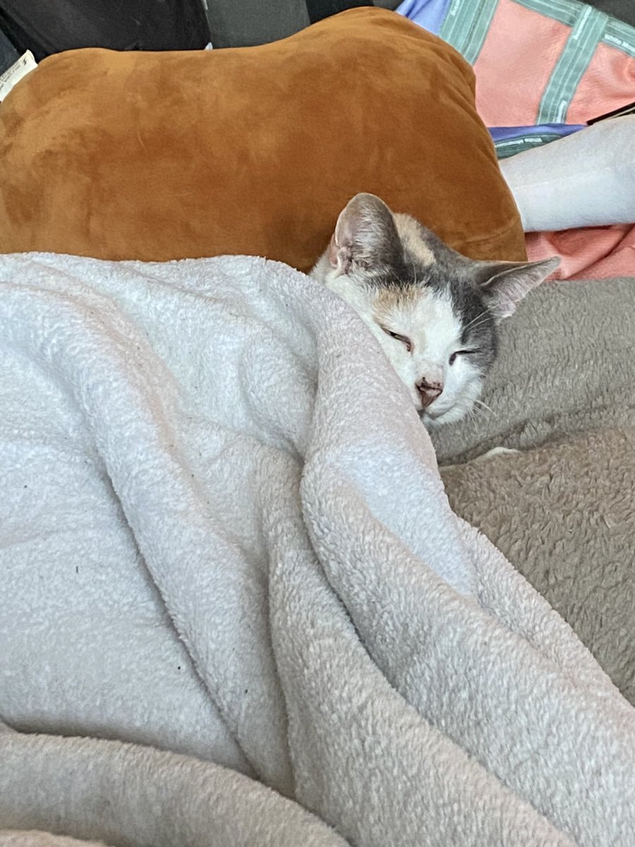 venus_beanus's tweet photo. all tuckerd oot 💤 https://t.co/pYWl88t6vm