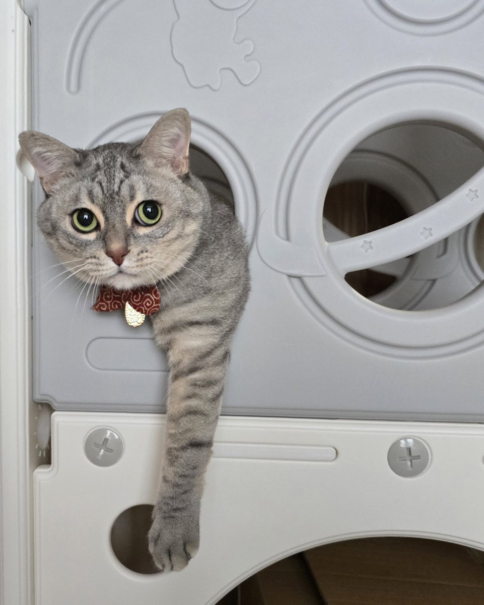 むぎページ いつか（2024） New 2024 Kawasaki Ninja ZX-4RR 40th Anniversary