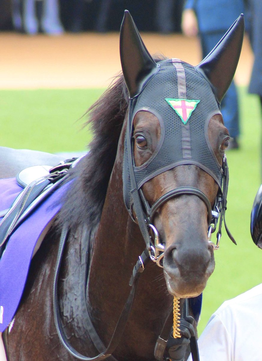 きのうはたくさんの応援
ありがとうございました

有馬記念７着でした

でもせいいっぱい
みんなの前で走りきれたのも
ぼくもうれしかったし
みんなも喜んでくれたかな

これからも心の中に
競走馬ジャスティンパレスがいたことを
忘れないでくれたらうれしいでぱれす

いままでありがとうございました