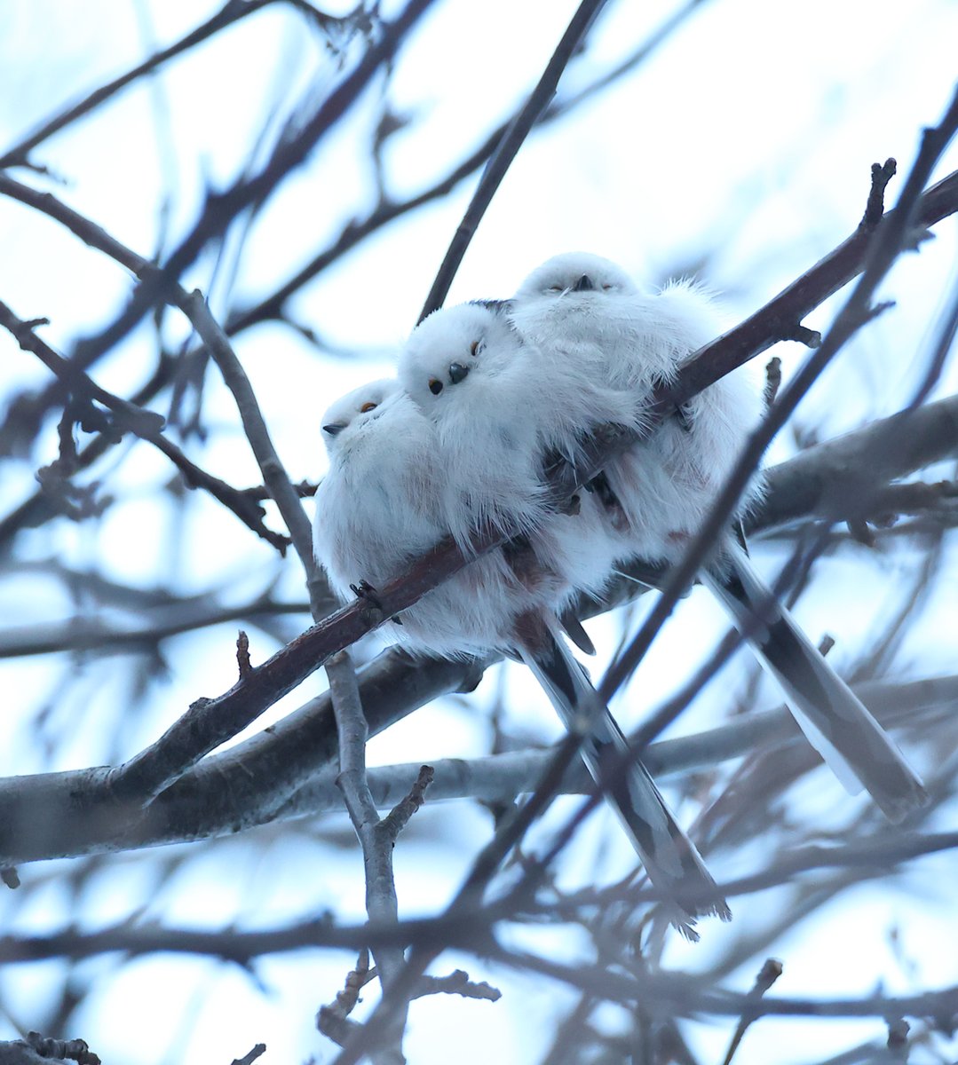 daily_simaenaga's tweet image. ことし残りあと３シマエナガ（・▴・）・▴・）・▴・）