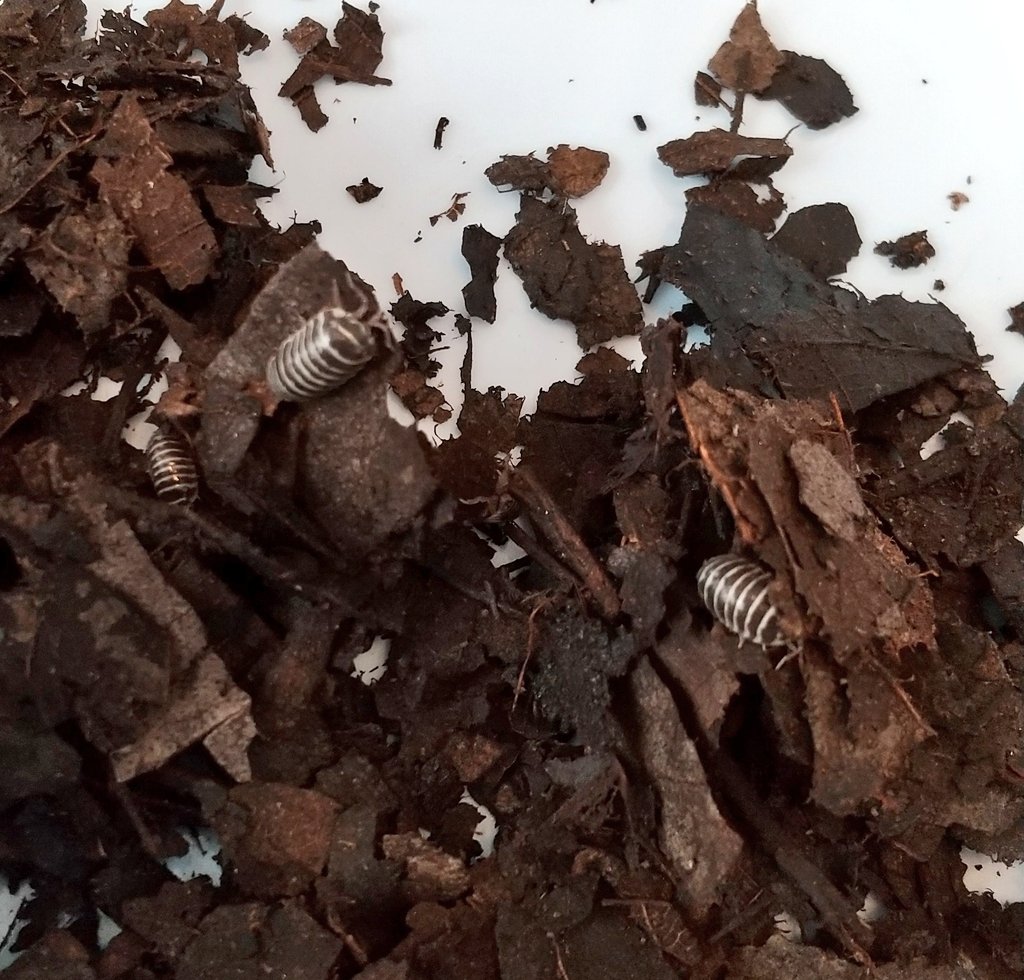 ダンゴムシ飼育に挑戦🔰 #ダンゴムシ #ワラダン #ゼブラ #ゼブラ