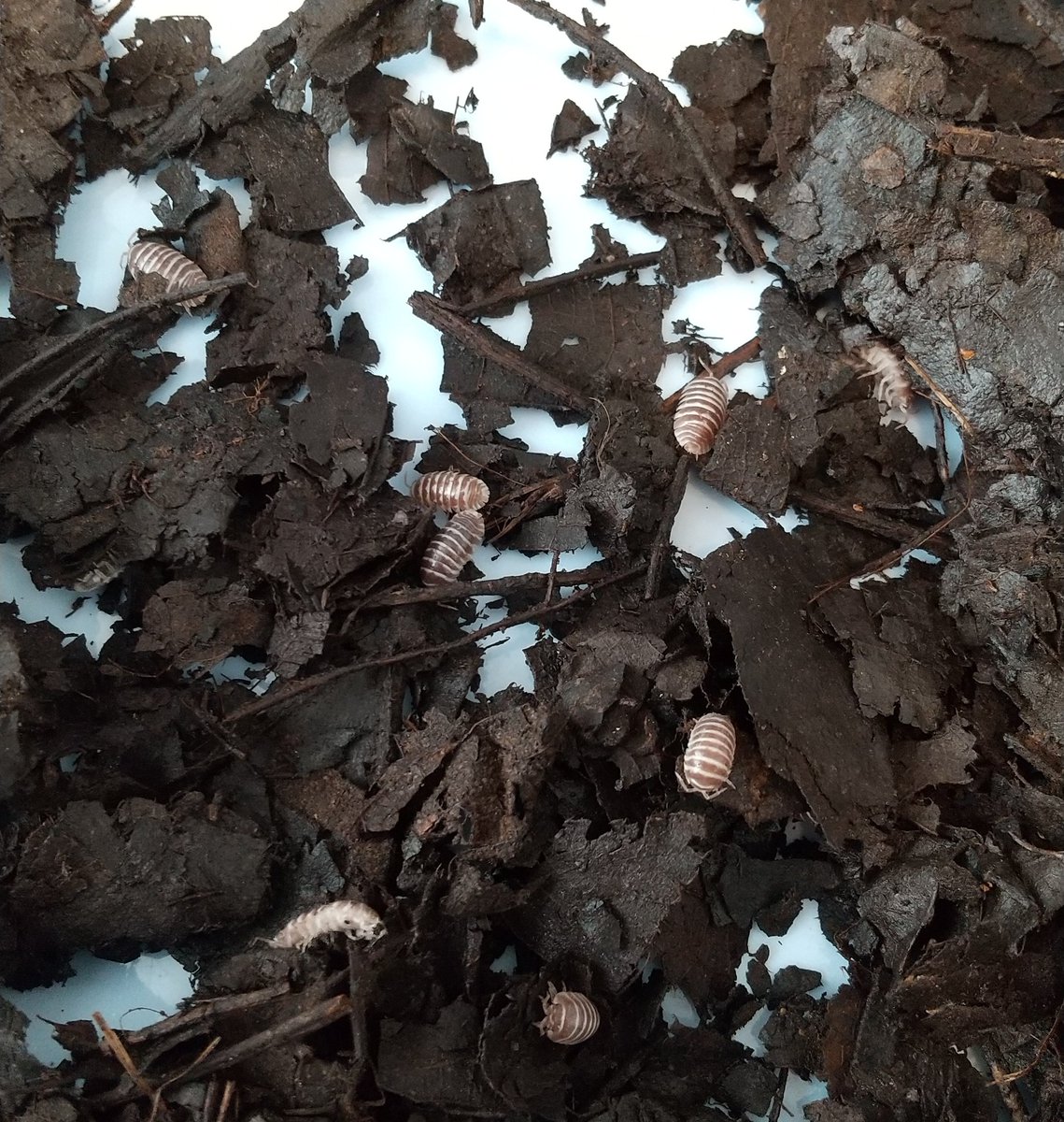 ダンゴムシ飼育に挑戦🔰 #ダンゴムシ #ワラダン #ゼブラ #ゼブラ