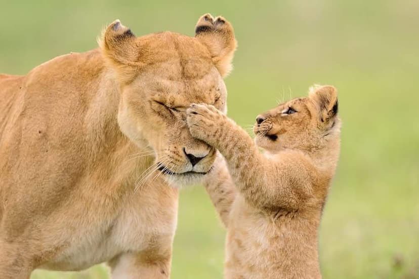 Ready for an unforgettable family adventure in Uganda? Capture amazing wildlife moments together on a 5-day photography safari through Queen Elizabeth &amp; Lake Mburo! 

asiliafricaexpeditions.com/top-deals/fami…

#UgandaSafari #FamilySafari #PhotographySafari #VisitUganda #AfricanSafari #Wildlife