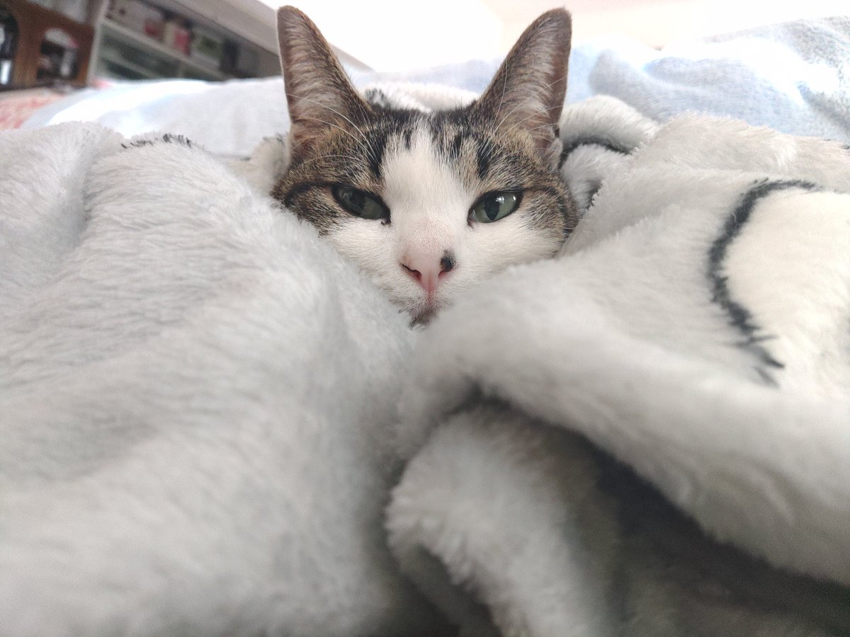 Post by うさねこ on X: もふ…