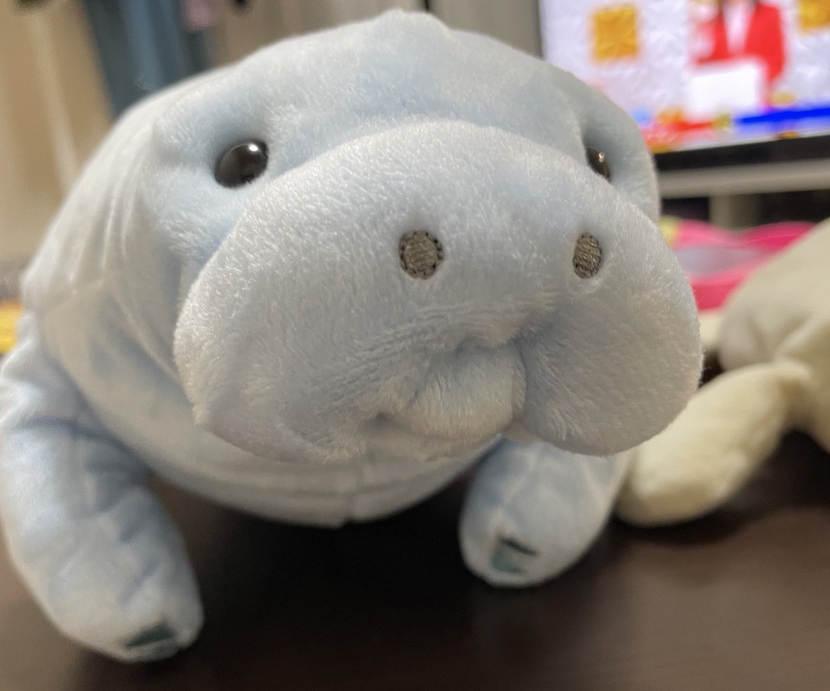 娘が手に持ってるレタスを取って欲しいとお願いされたから丁寧に切った

そしたらマナティーが悲しそうに見えるんだが！？