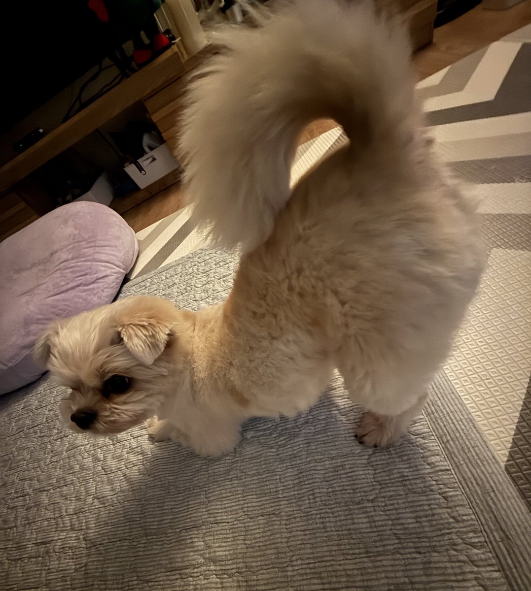 kimmmond's tweet photo. 강아 특. 놀기신청할때 엉덩이를 내밀어요 https://t.co/kuoPFnMVgQ
