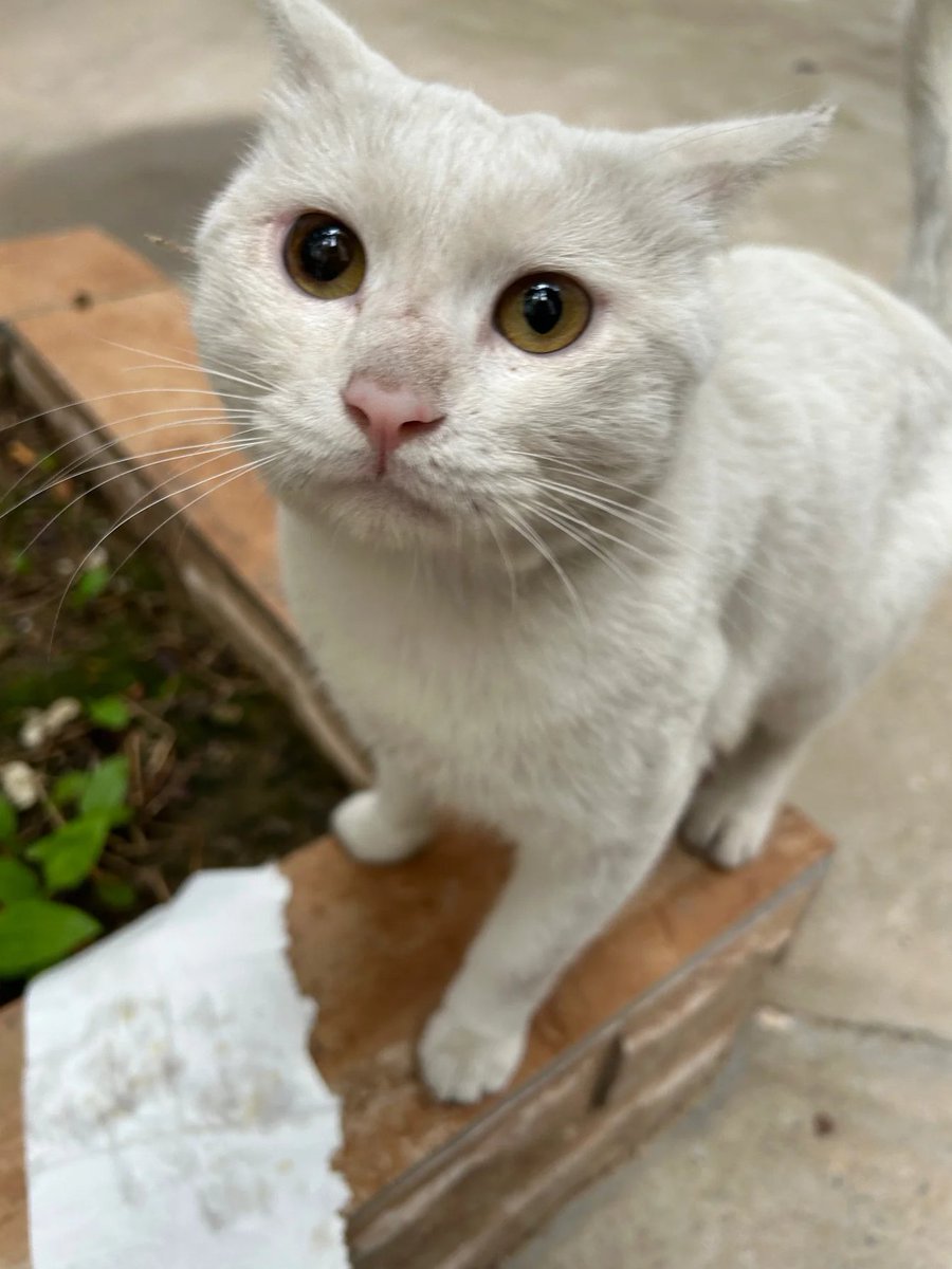 XTuvrf's tweet image. 野良猫は、すべての優しさと愛を受ける価値があるよ。