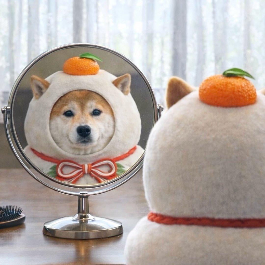 柴犬·͜·♡もも (@momonosekaiii) / Posts / X