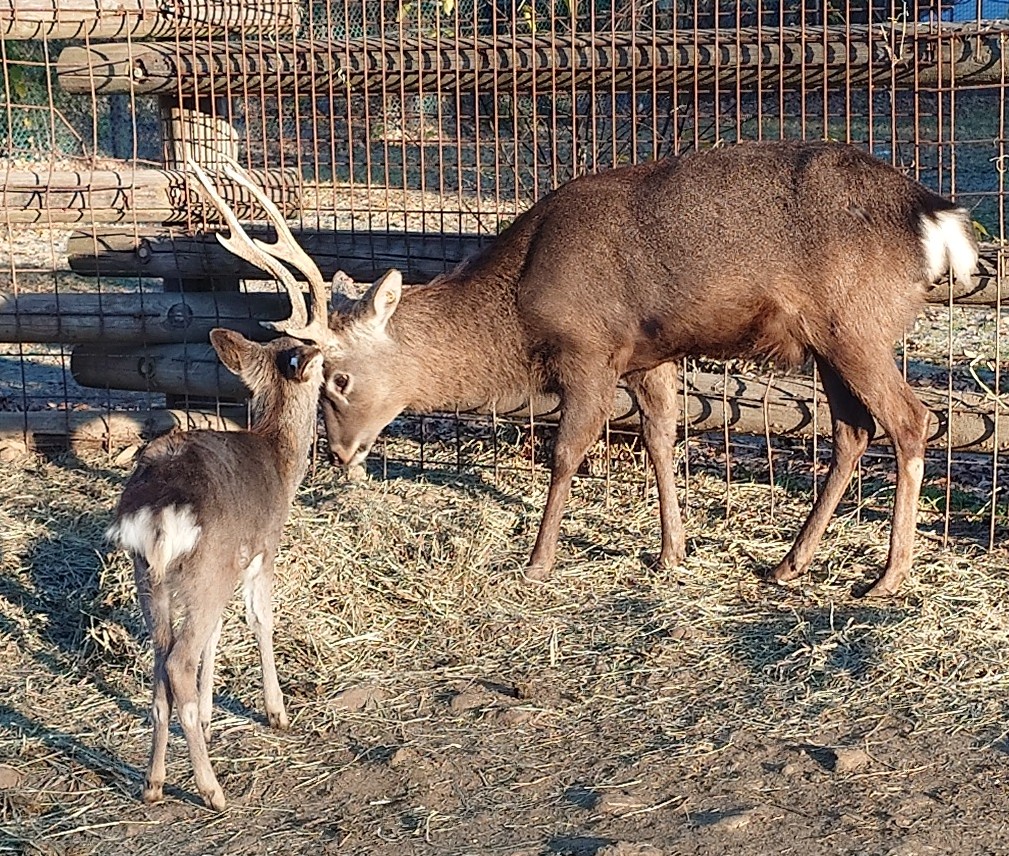 ニホンジカ