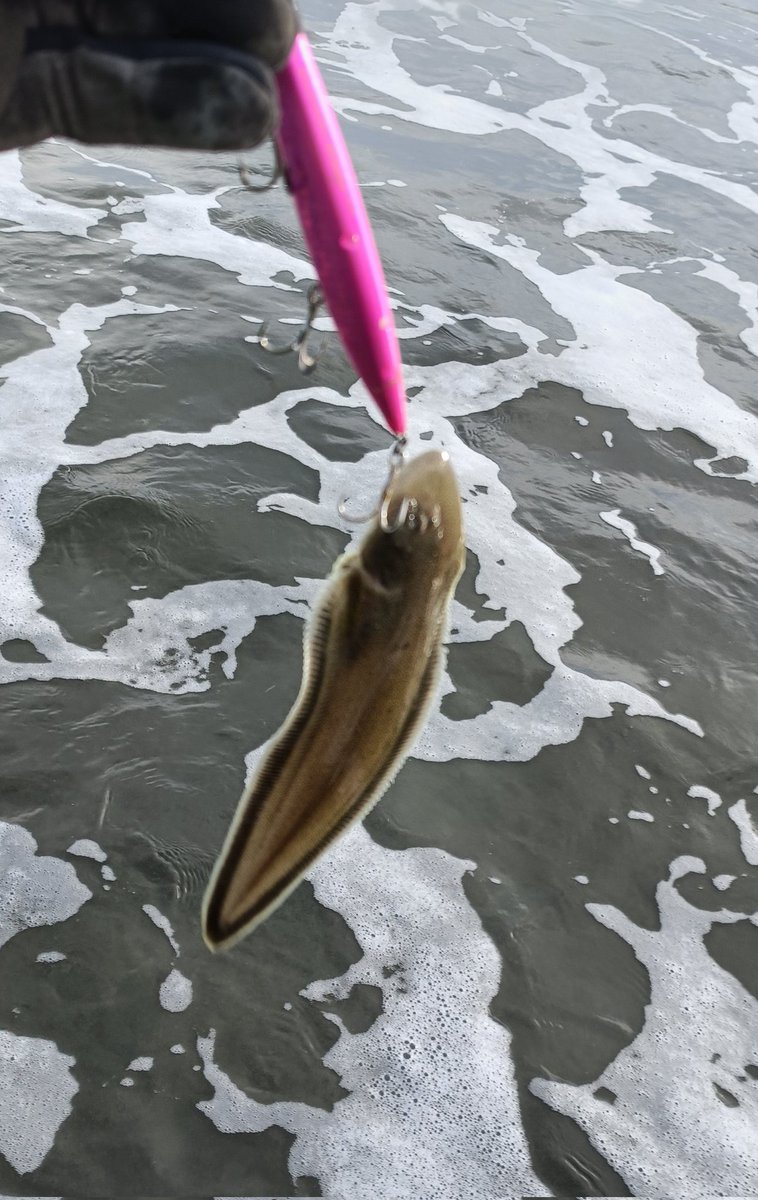 朝練#57終了。
小雨、無風、鳥無し。年末激込みサーフ、8時ころから開始。だいぶ水温下がってきた。ベロ１のみ。