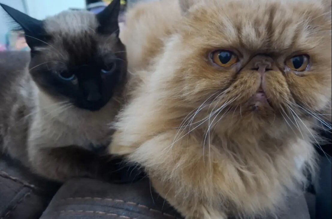 Conoce a Matilda e Isis - Presume a tu Mascota - ExploraCDMX exploracdmx.com/tu-mascota/mat…