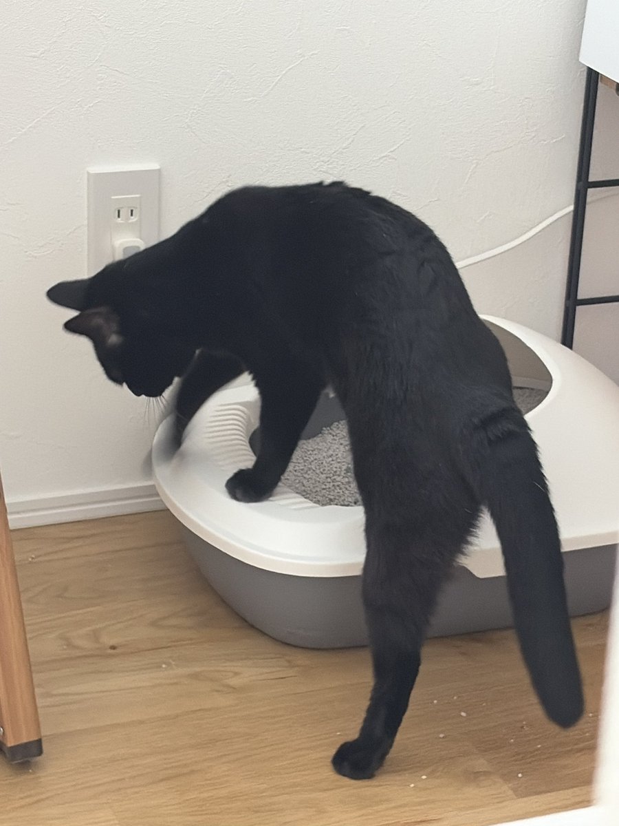 ちょこさん@よりめのはちくん。のママ (@chocosan_yorime) / Posts / X