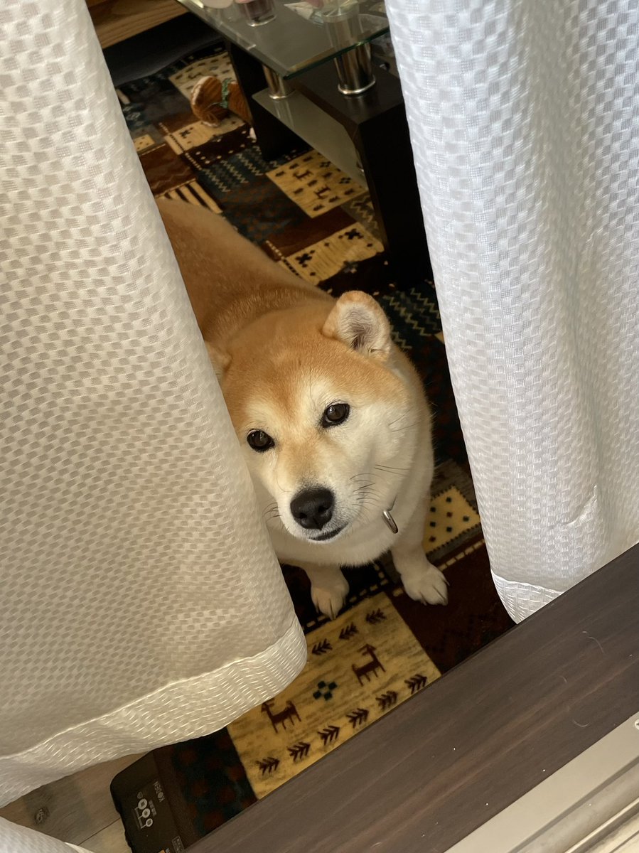 くまごろ (@kumagoro_J) / Posts / X