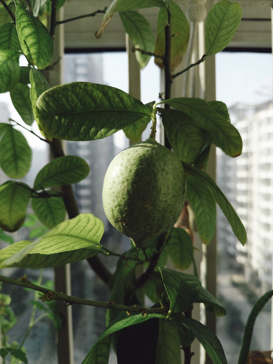 Lisheng Chang tweet media