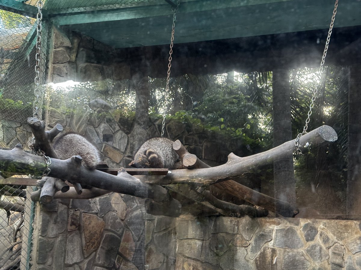 Dogs275's tweet image. サイゴン動植物園、やる気のないアライグマと当たり前かの様に外を出歩くネコと孔雀、物思いに耽るチンパンジーが見れるのでオススメ。
