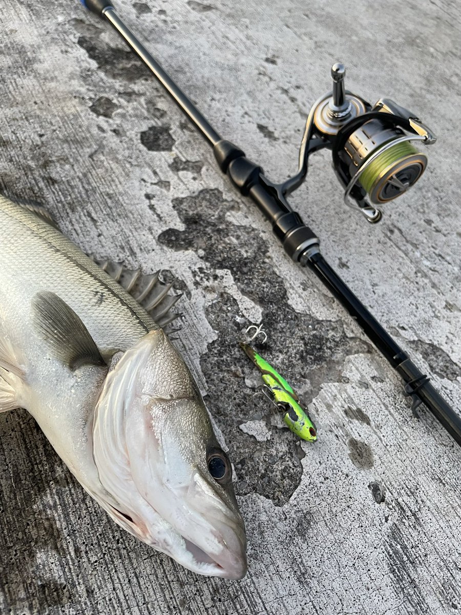釣りが好きです。 エサ釣り大好きな僕が2021年に買って良かった釣具たち【怪魚ハンター