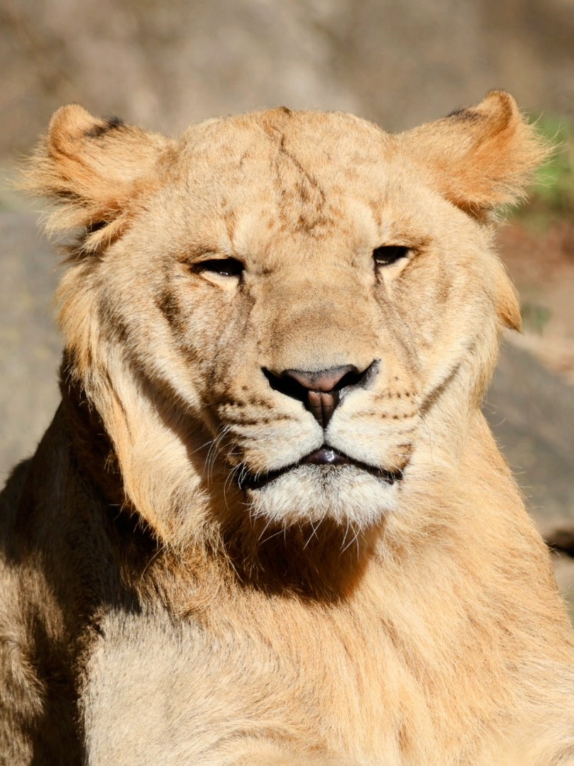 とべの つくし王子様👑 もうすぐ1歳10か月！ 色白になり、タテガミ