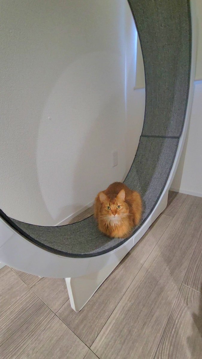 しぴこめᓚᘏᗢ (@chipie0826) / Posts / X